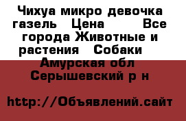 Чихуа микро девочка газель › Цена ­ 65 - Все города Животные и растения » Собаки   . Амурская обл.,Серышевский р-н